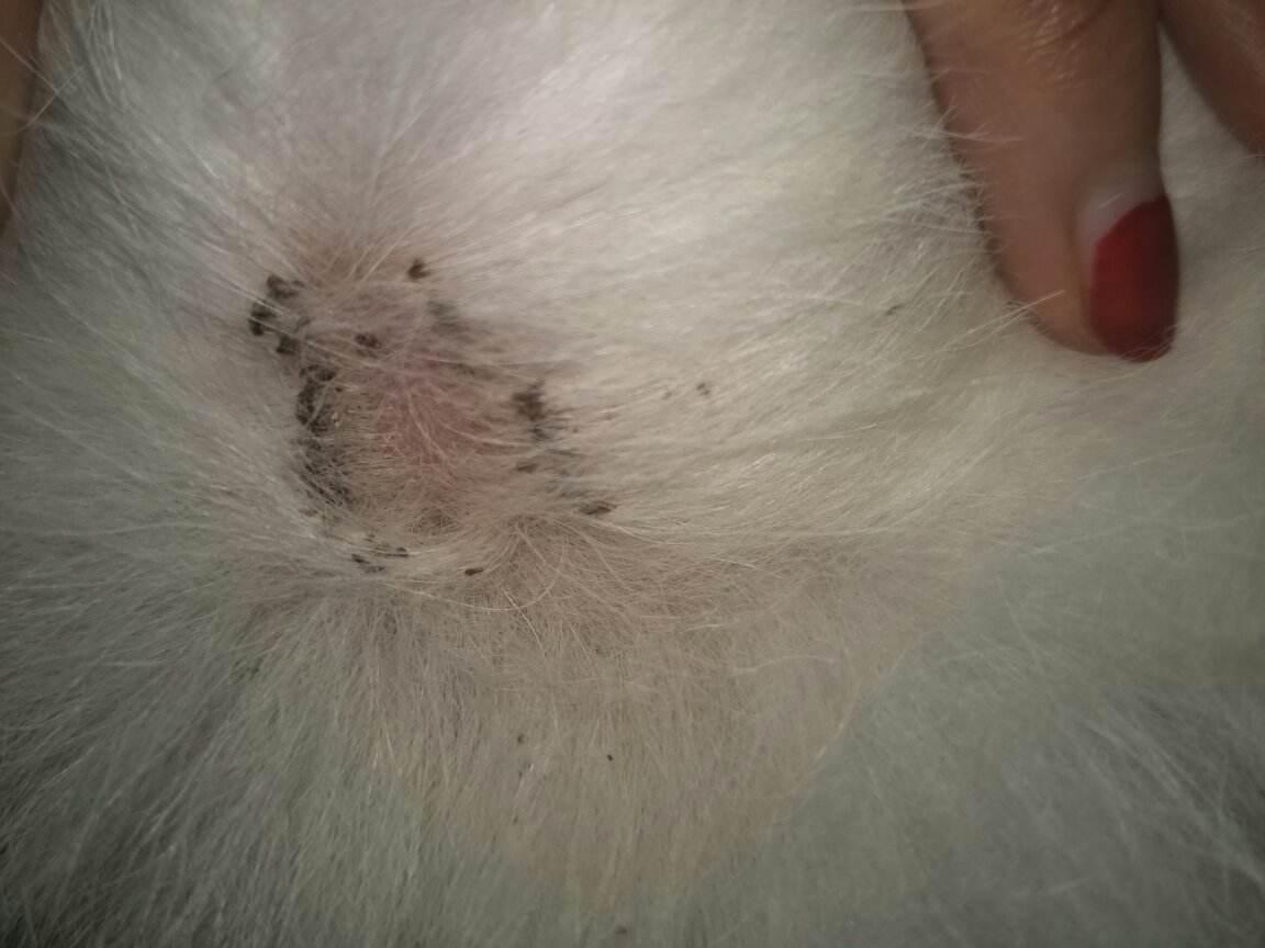 ✅✅✅每期更新狗跑图