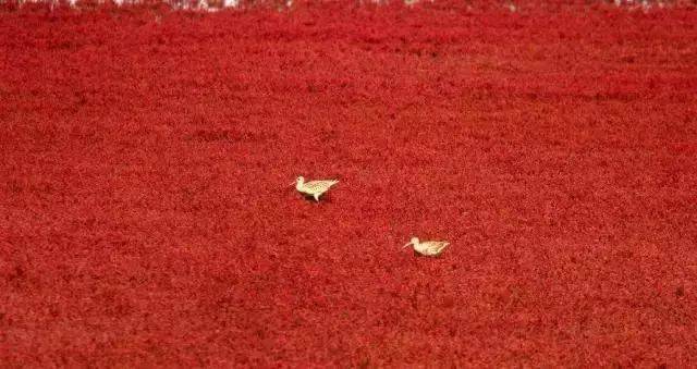 满地红图库77880,解锁红色记忆的视觉盛宴✅✅✅满地红图库77880最新版更新内容是什么 满地红图库77880,解锁红色记忆的视觉盛宴✅✅✅满地红图库77880最新版更新内容是什么