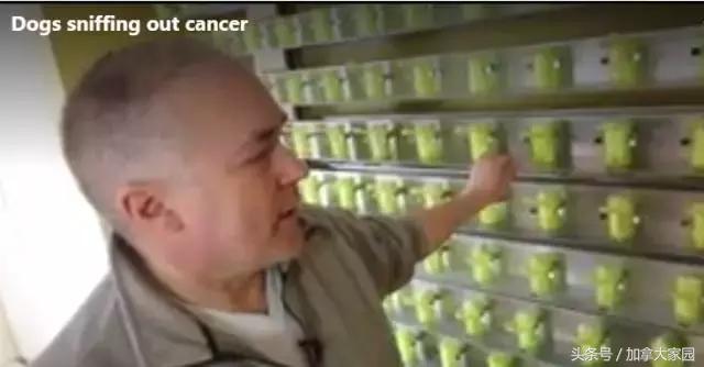 加拿大预测准确率100%，全球瞩目的预测神国✅✅✅加拿大预测准确率100%以上