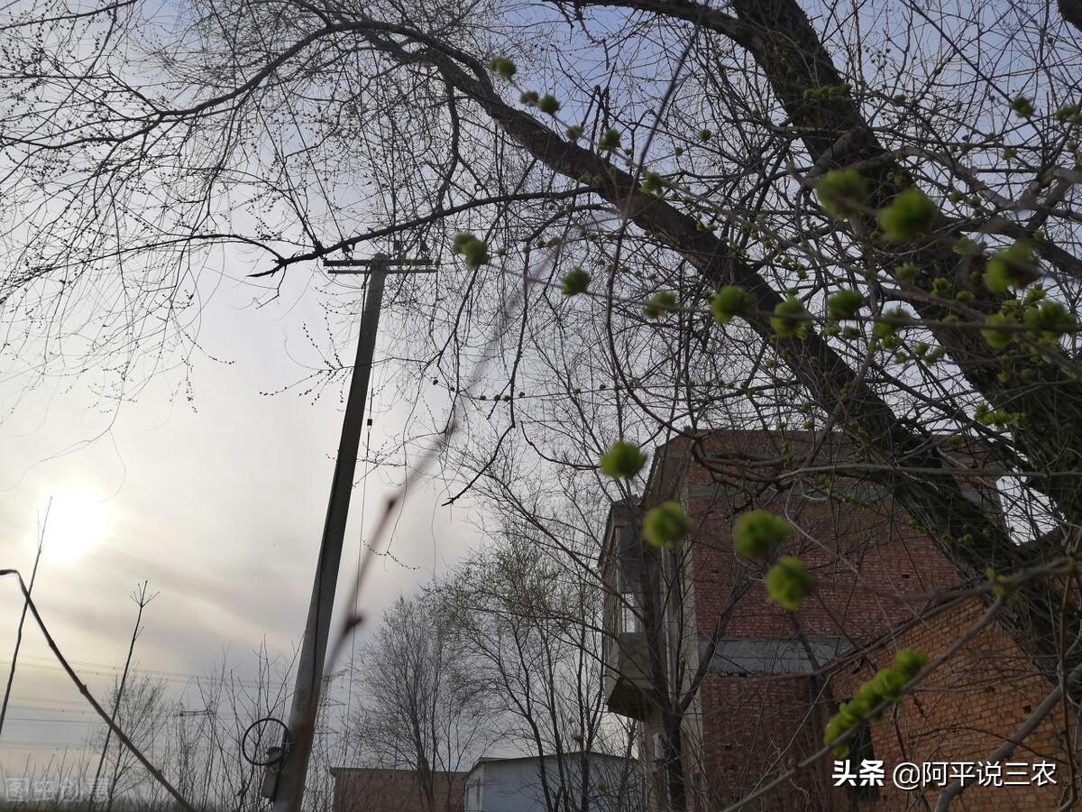 摇钱树APP，虚拟世界的财富之树✅✅✅摇钱树APP网站